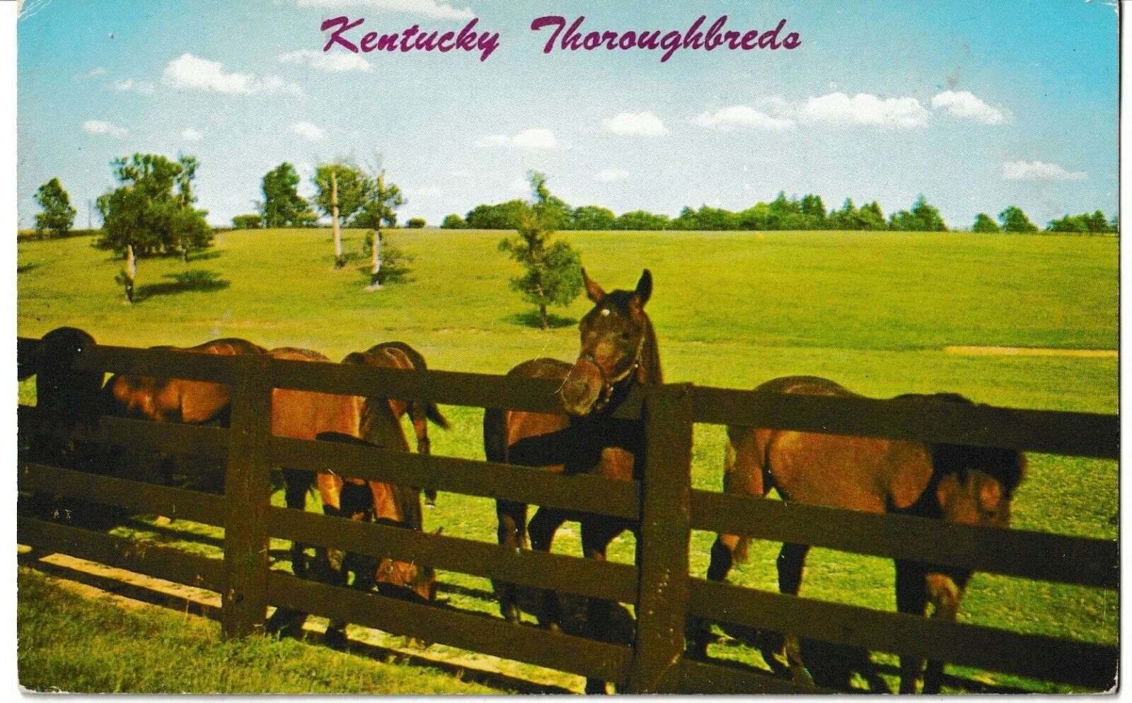 Vintage Thoroughbred Horses In Scenic Kentucky Blue Grass Region Postcard